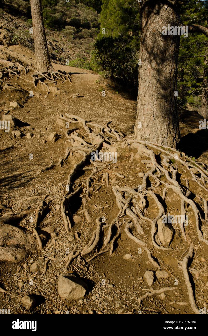 Trunks and roots of Canary Island pine Stock Photo - Alamy