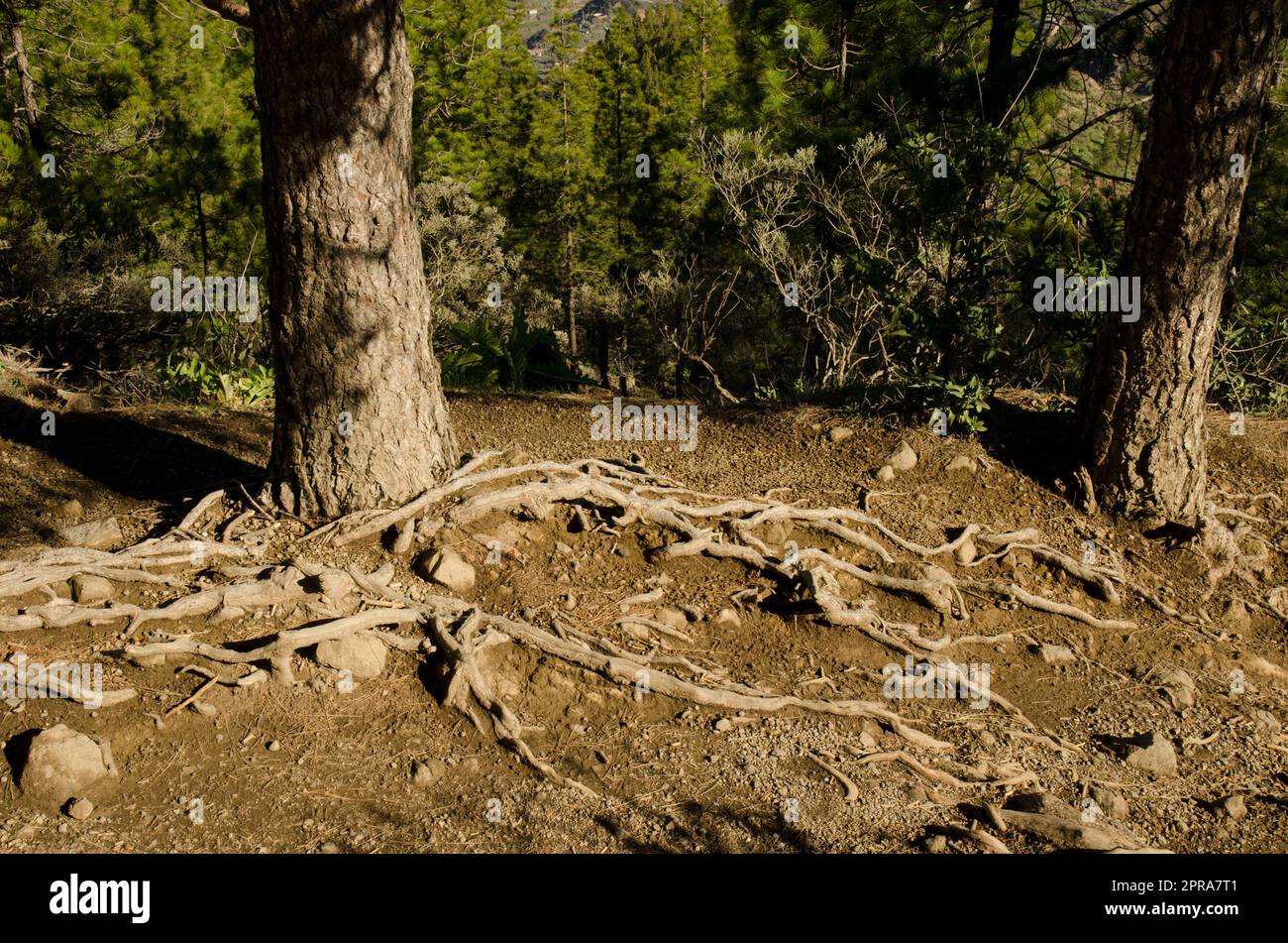 Trunks and roots of Canary Island pines Stock Photo - Alamy
