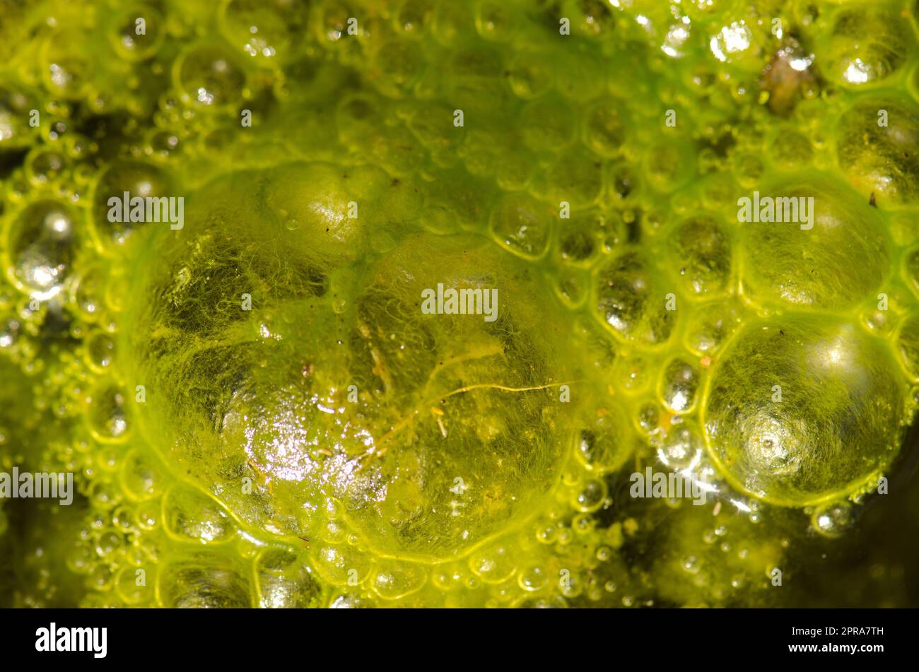 Water bubbles on the surface of a pond covered with algae Stock Photo