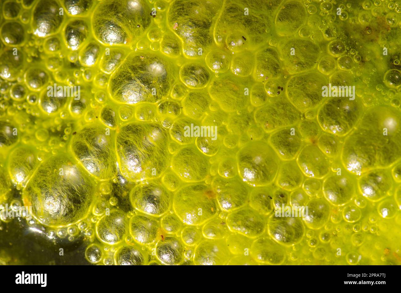 Water bubbles on the surface of a pond covered with algae Stock Photo