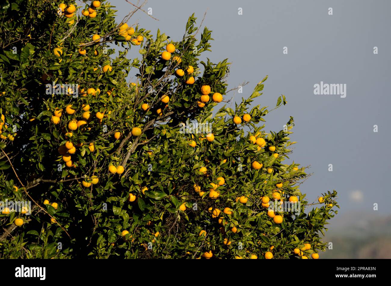Orange tree Citrus x sinensis with fruits Stock Photo - Alamy