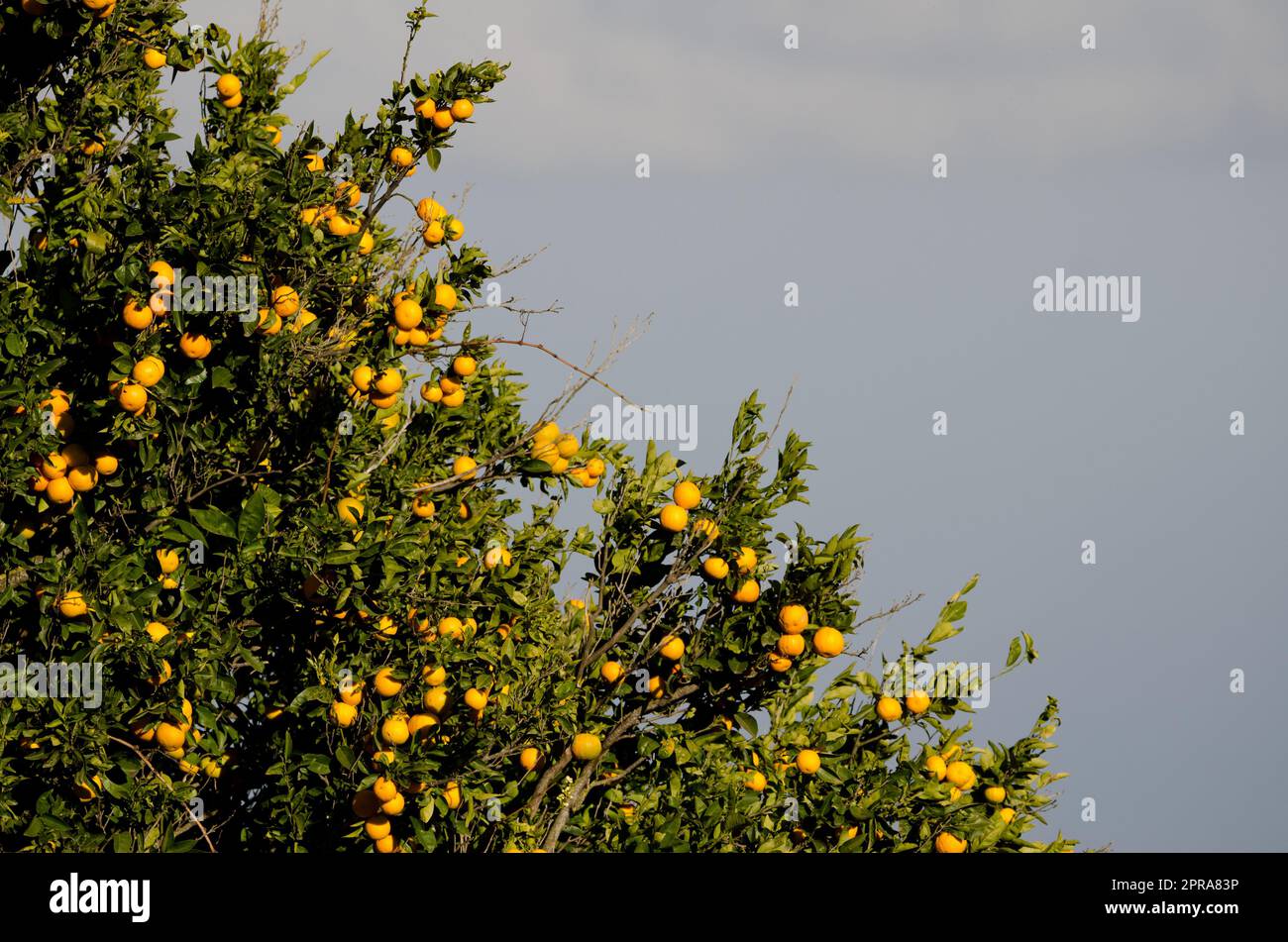 Orange tree