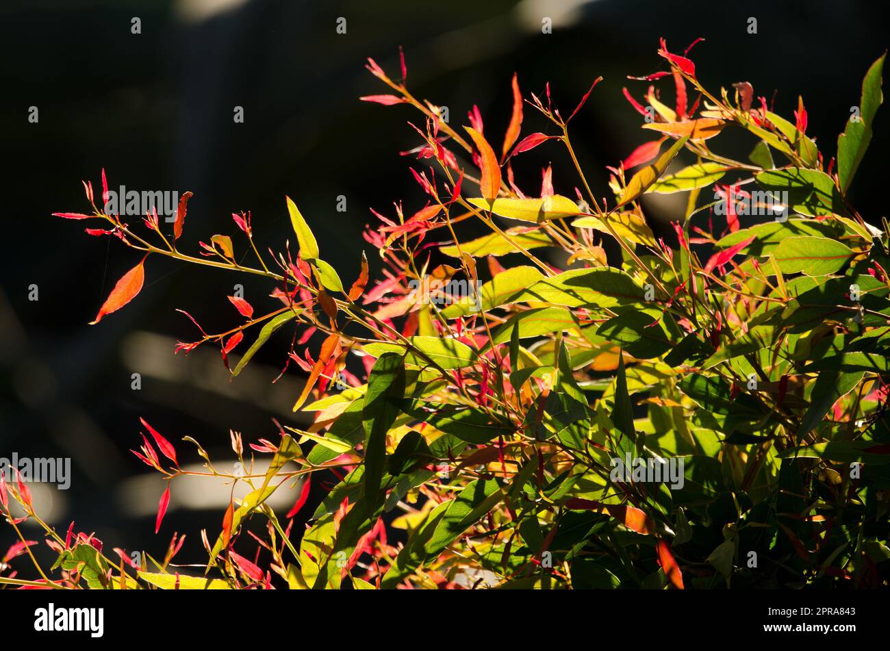 Young shoots of eucalyptus Eucalyptus sp backlighting. Stock Photo