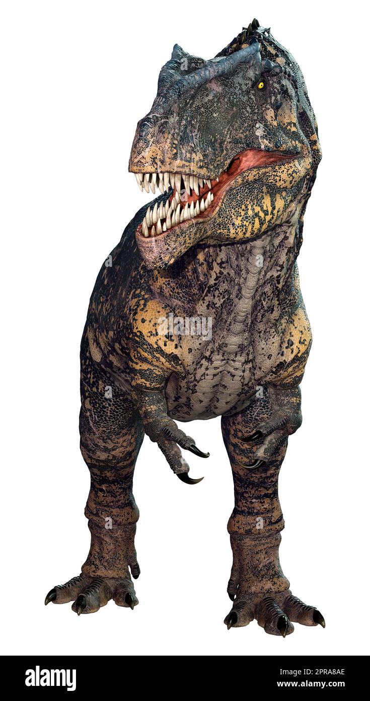 3D Rendering Dinosaur Gigantosaurus on White Stock Illustration