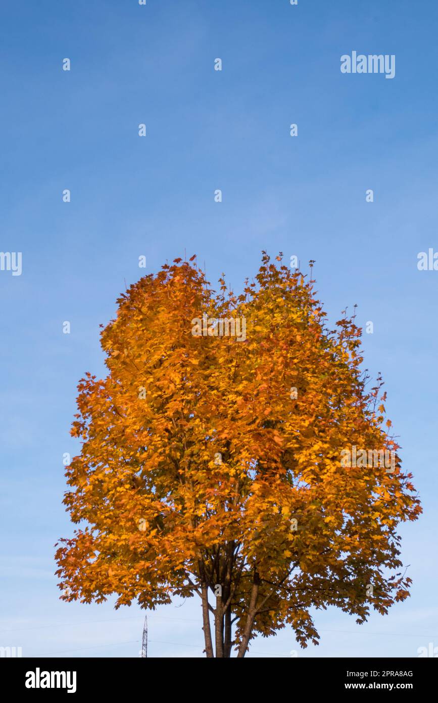 Tree canopy of yellow leaves hi-res stock photography and images - Alamy