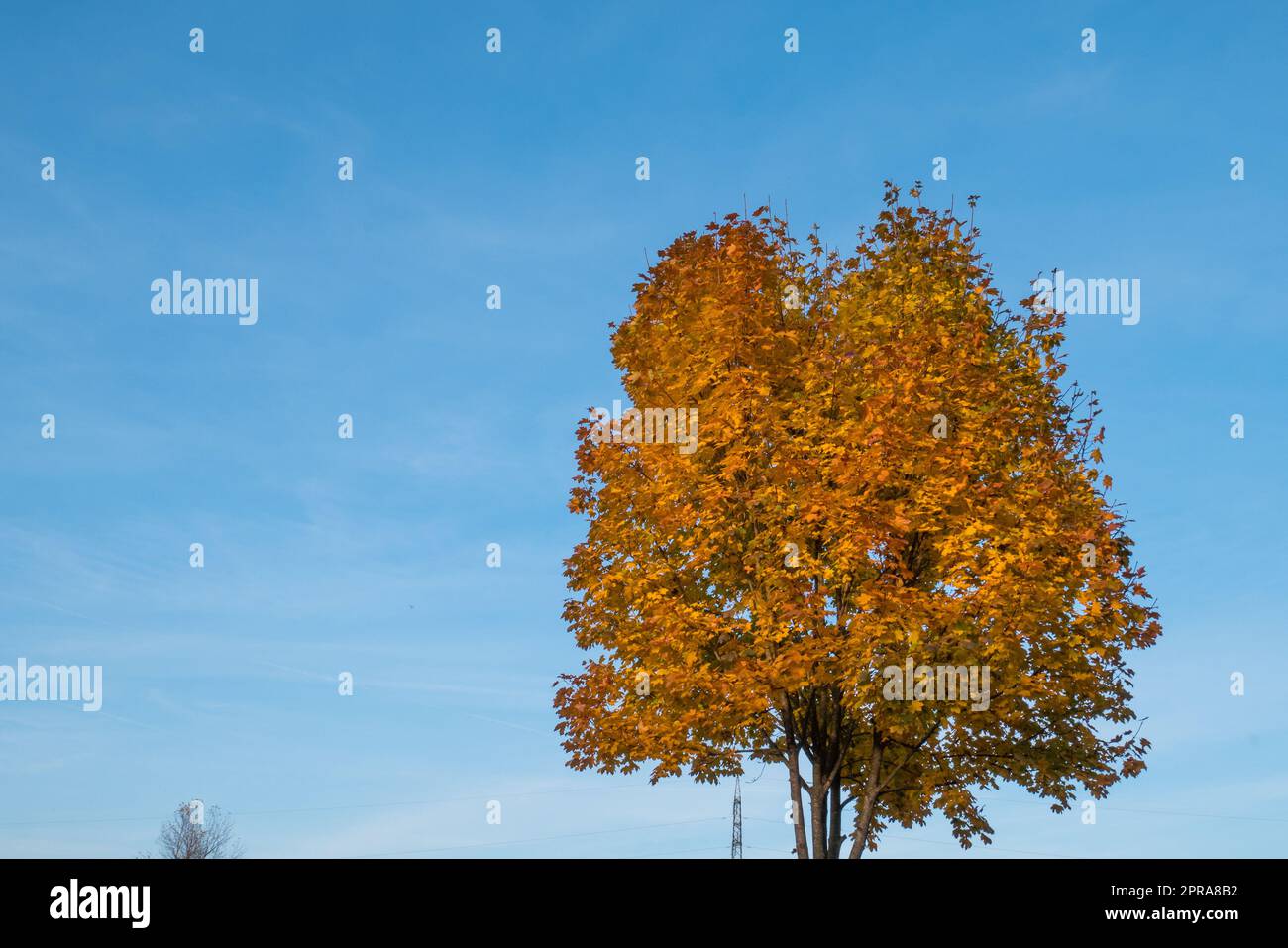 Tree canopy of yellow leaves hi-res stock photography and images - Alamy