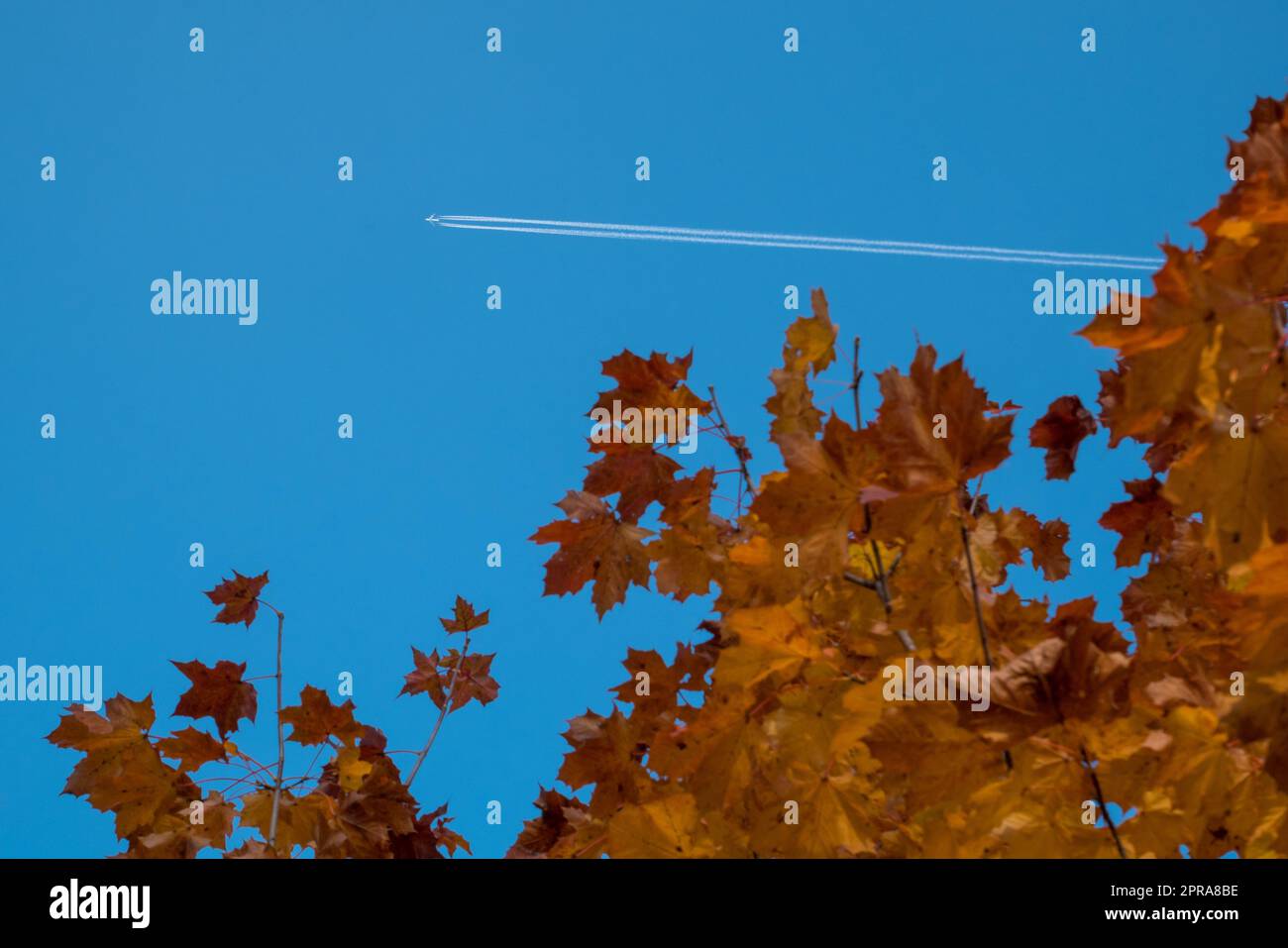 Canopy of yellow leaves hi-res stock photography and images - Alamy