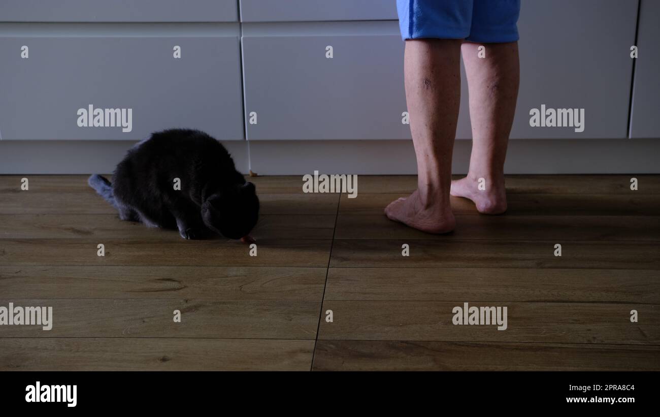 hungry gray cat is waiting for food. hungry cat food requests. cat and