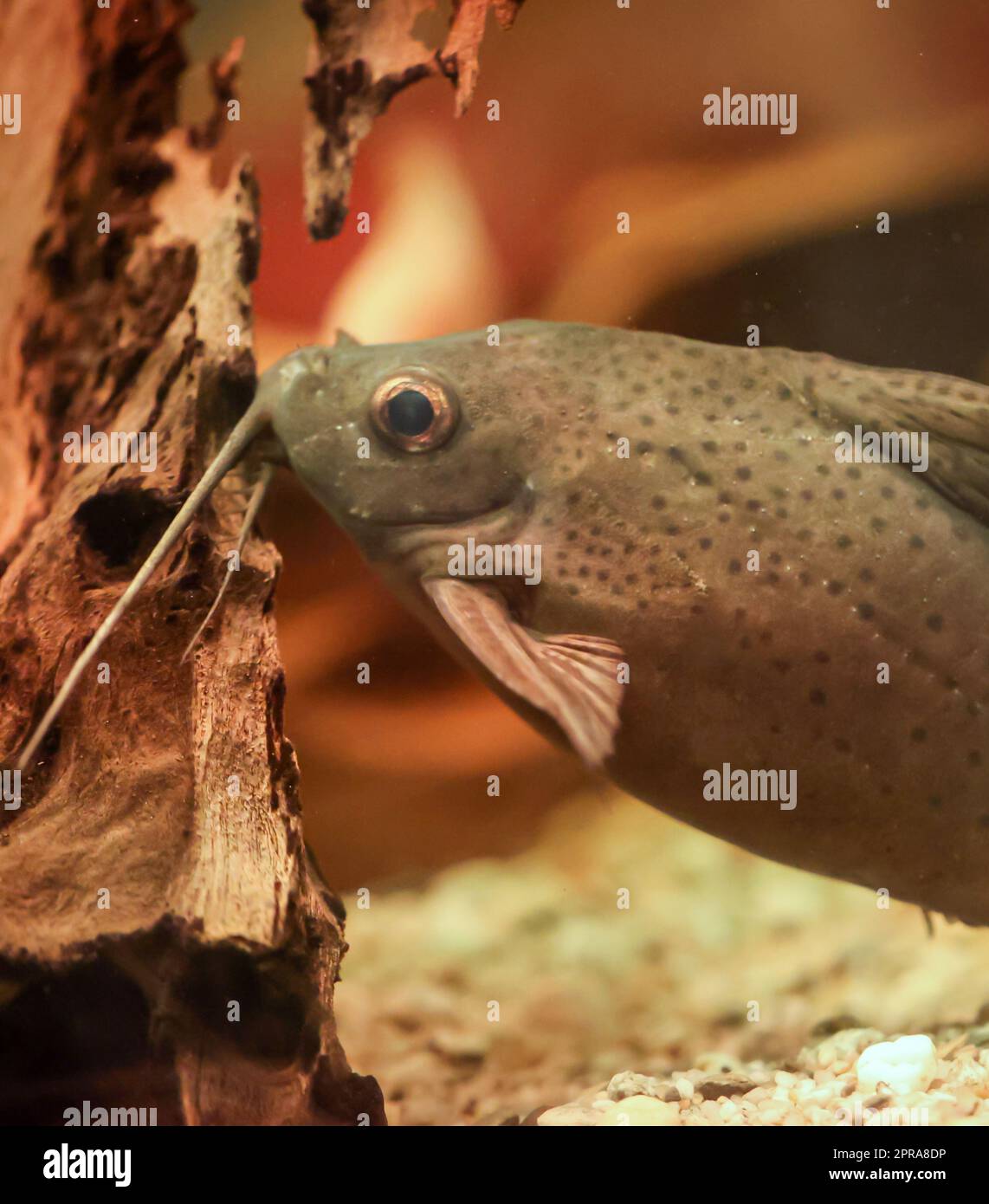 Close up of a catfish in the aquarium Stock Photo Alamy