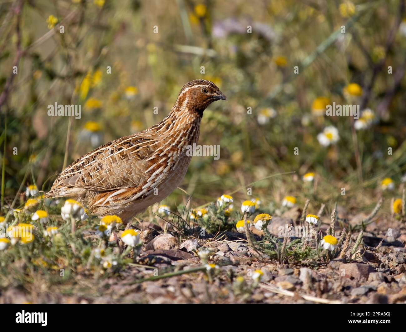 Common or European quail, Coturnix coturnix, single male on grround