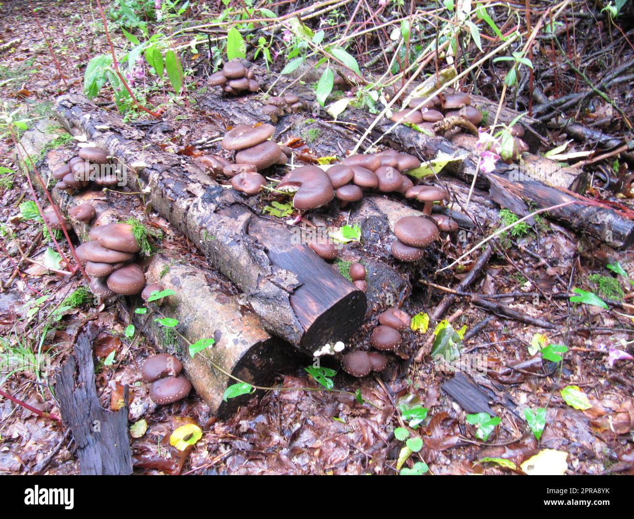 mushroom farming in agriculture, the cultivation of mushrooms and fungi