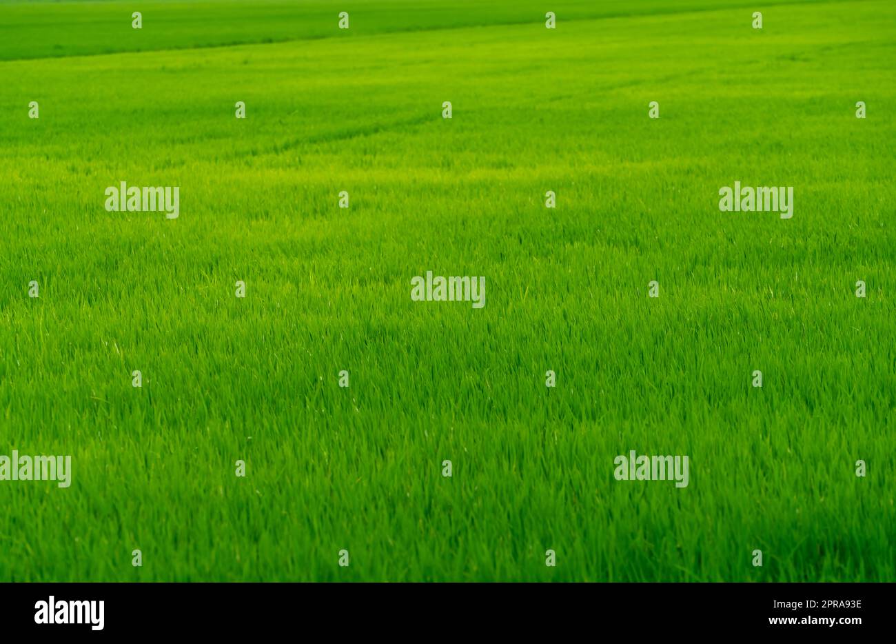 Rice plantation. Green rice paddy field. Organic rice farm. Rice growing agriculture. Green paddy field. Fullframe of green grass  in agriculture field. Farm land. Land plot. Asian staple food. Stock Photo