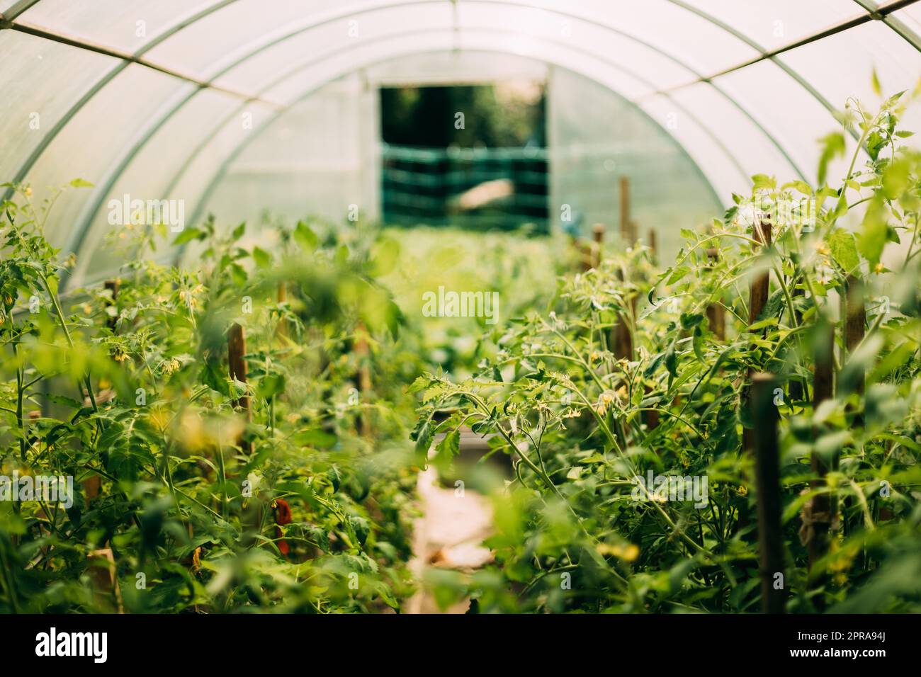 Bush Of Tomatoes Vegetables Growing In Raised Beds In Vegetable Garden Or Hothouse Or Greenhouse Stock Photo