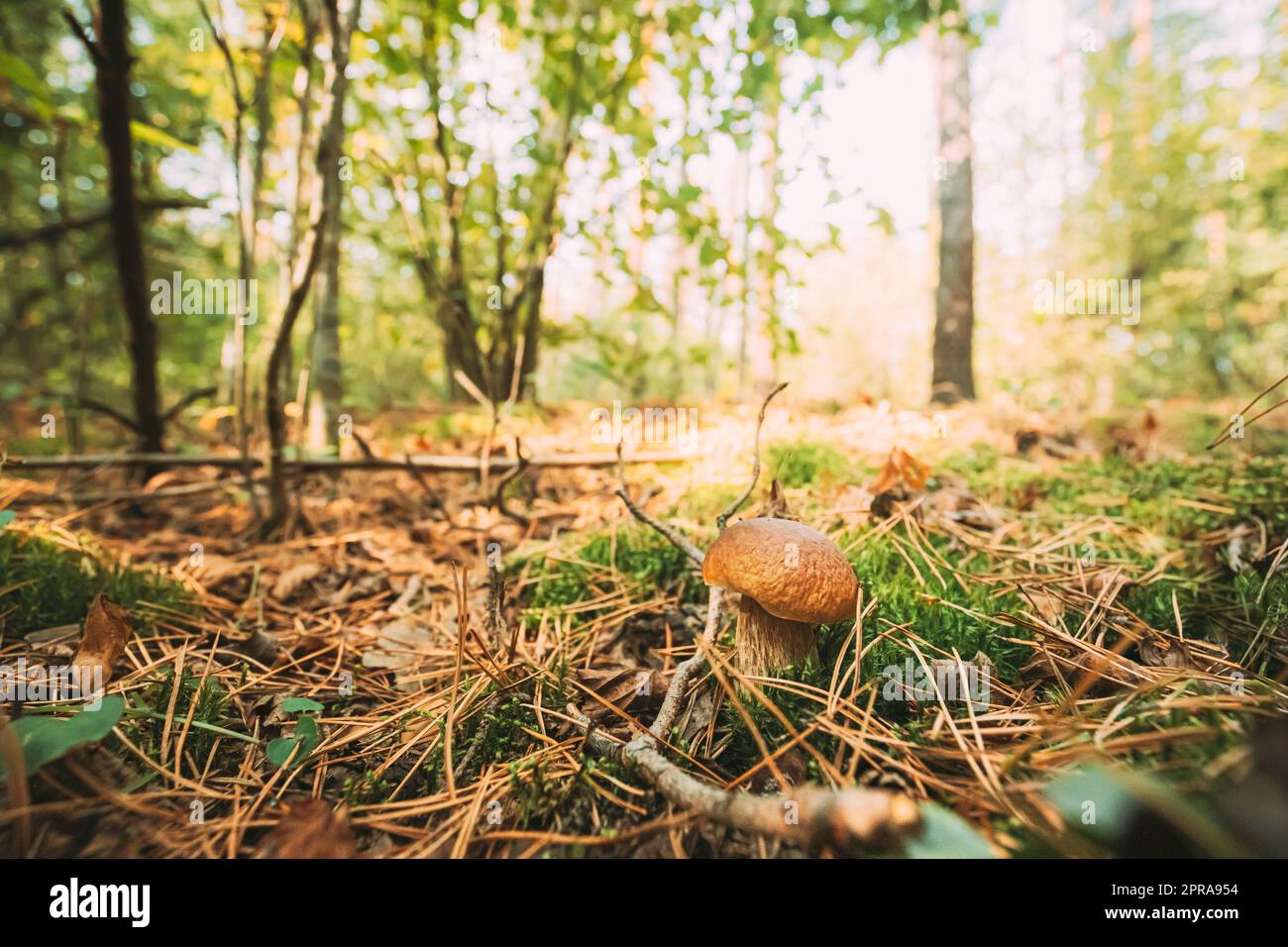 Boletus Edulis Growing Among Moss And Pine Needles In Autumn Forest Stock Photo