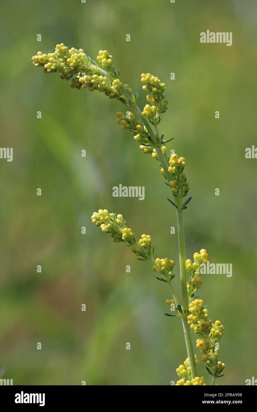 Ladys bedstraw flower buds in close up Stock Photo