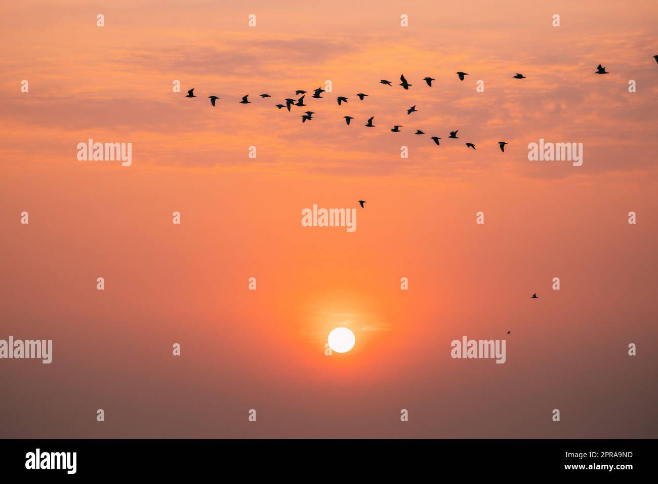 Flocks Of Wild Birds Flying In Sunset Sunrise Orange Sky. Sundown At Sunset. Natural Sunrise Sky In Warm Colors Stock Photo