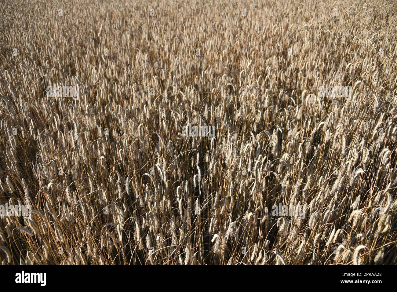 Barley cereals make a major contribution to feeding the world's