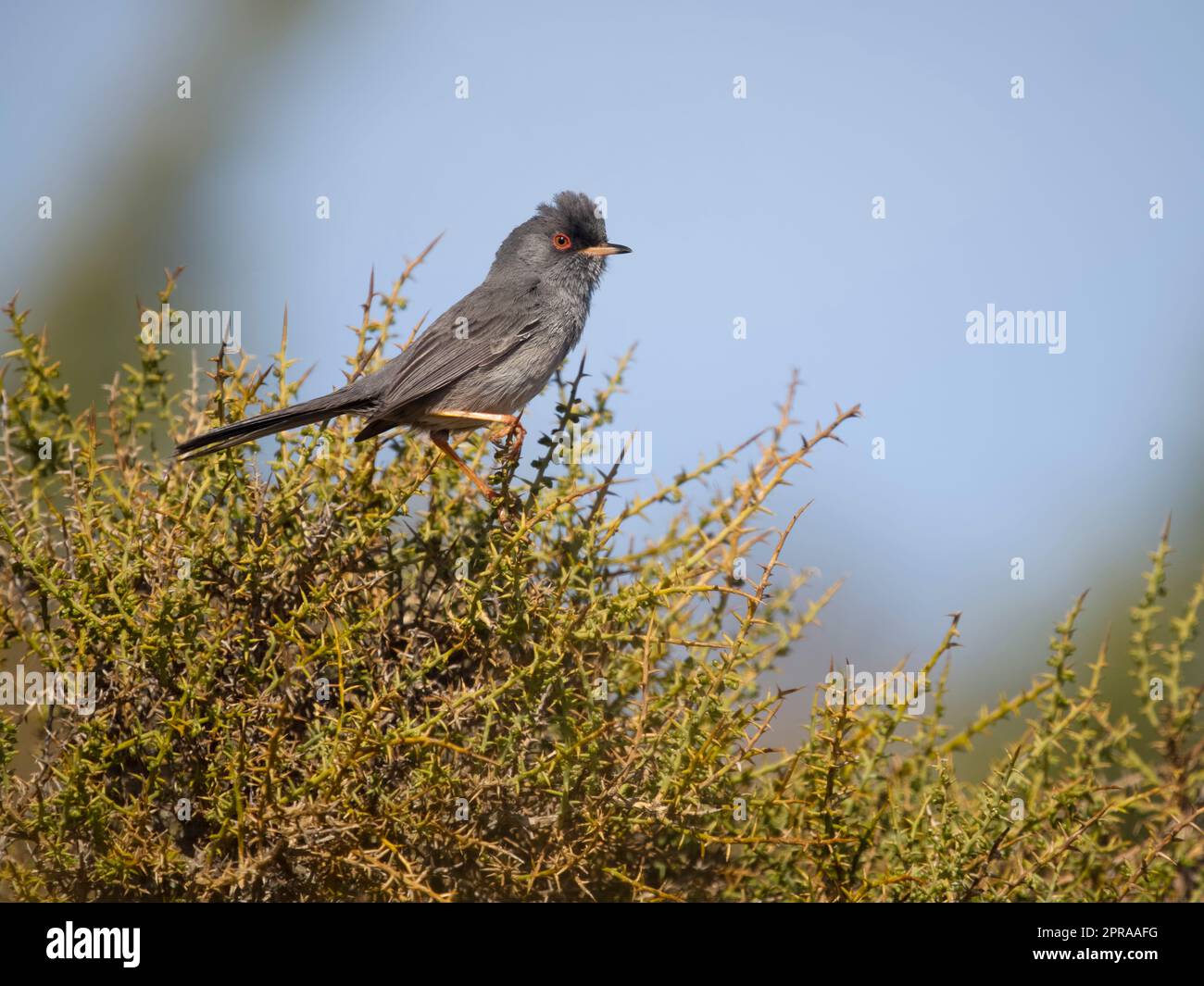 Marmora's warbler, Curruca sarda, single bird on bush, Sardinia, April 2023 Stock Photo