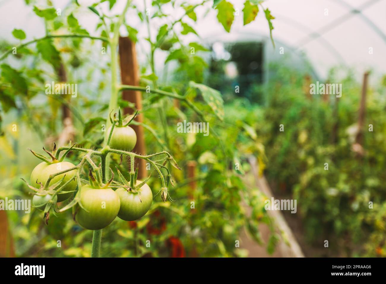 Tomatoes Vegetables Growing In Raised Beds In Vegetable Garden Or Hothouse Or Greenhouse Stock Photo