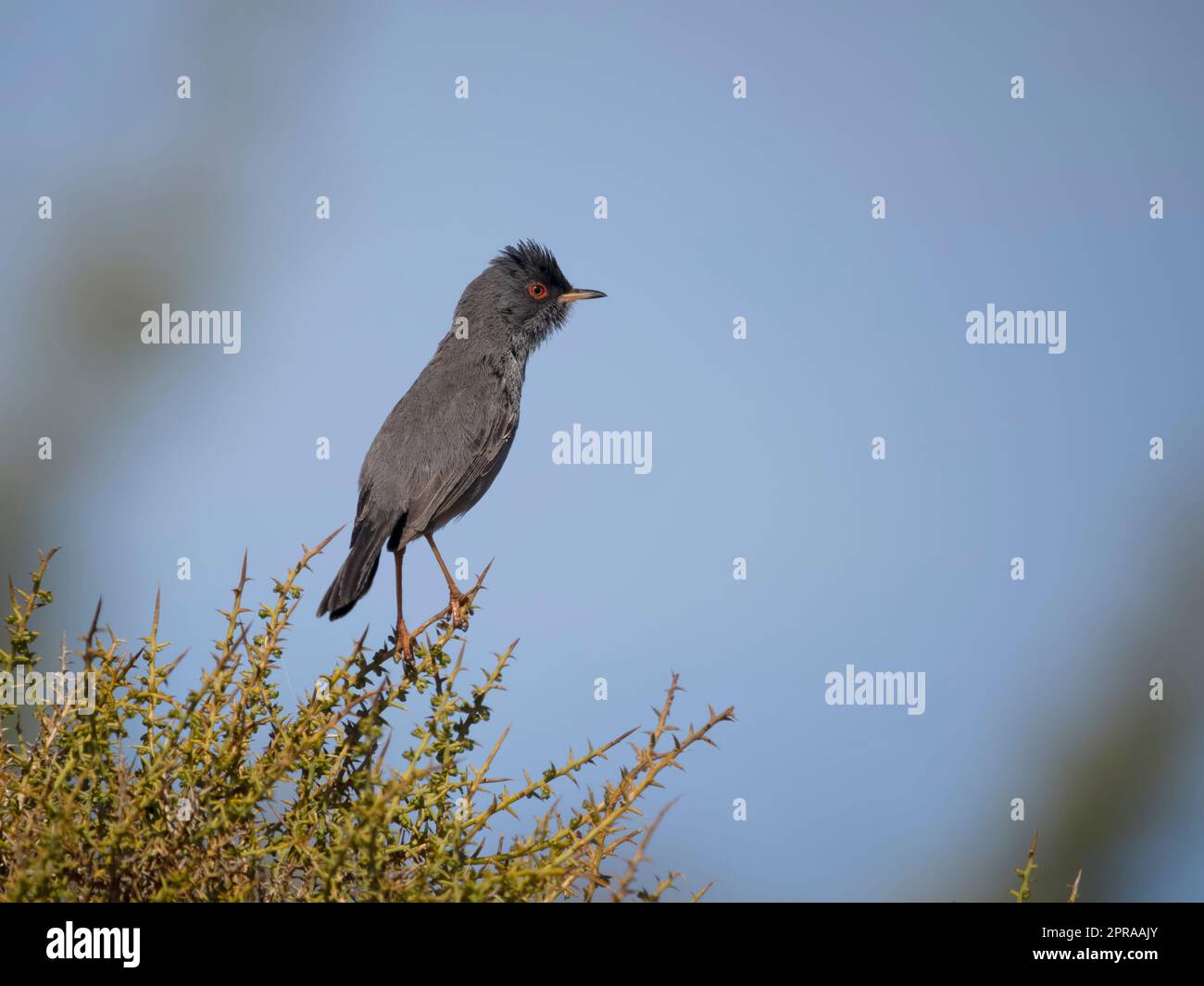 Marmora's warbler, Curruca sarda, single bird on bush, Sardinia, April 2023 Stock Photo