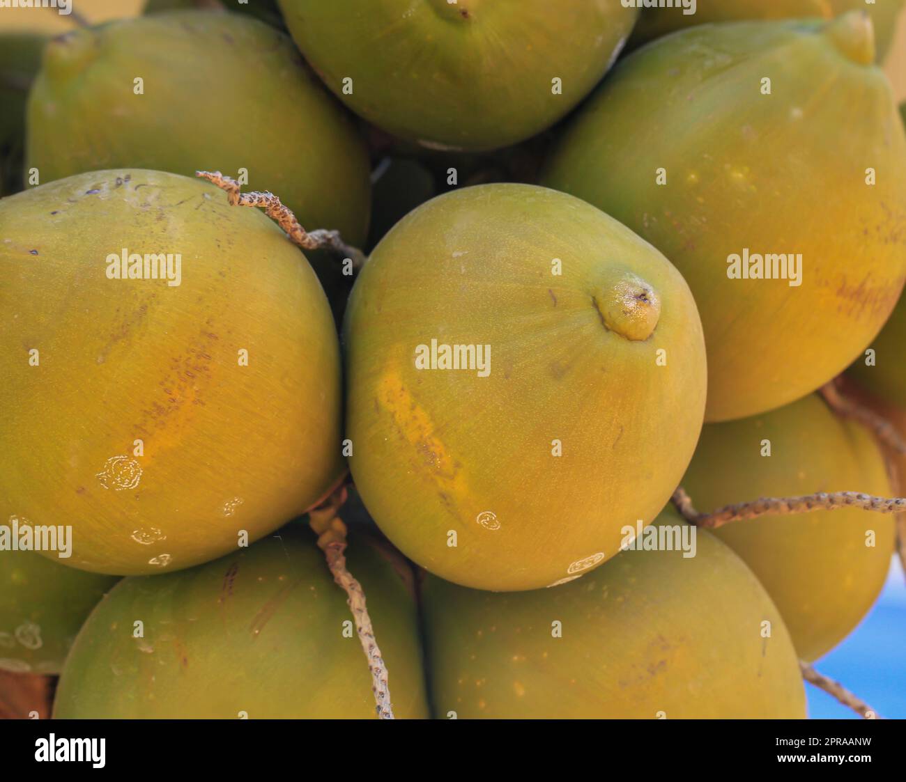 Coconut plantations of kerala hi-res stock photography and images - Alamy