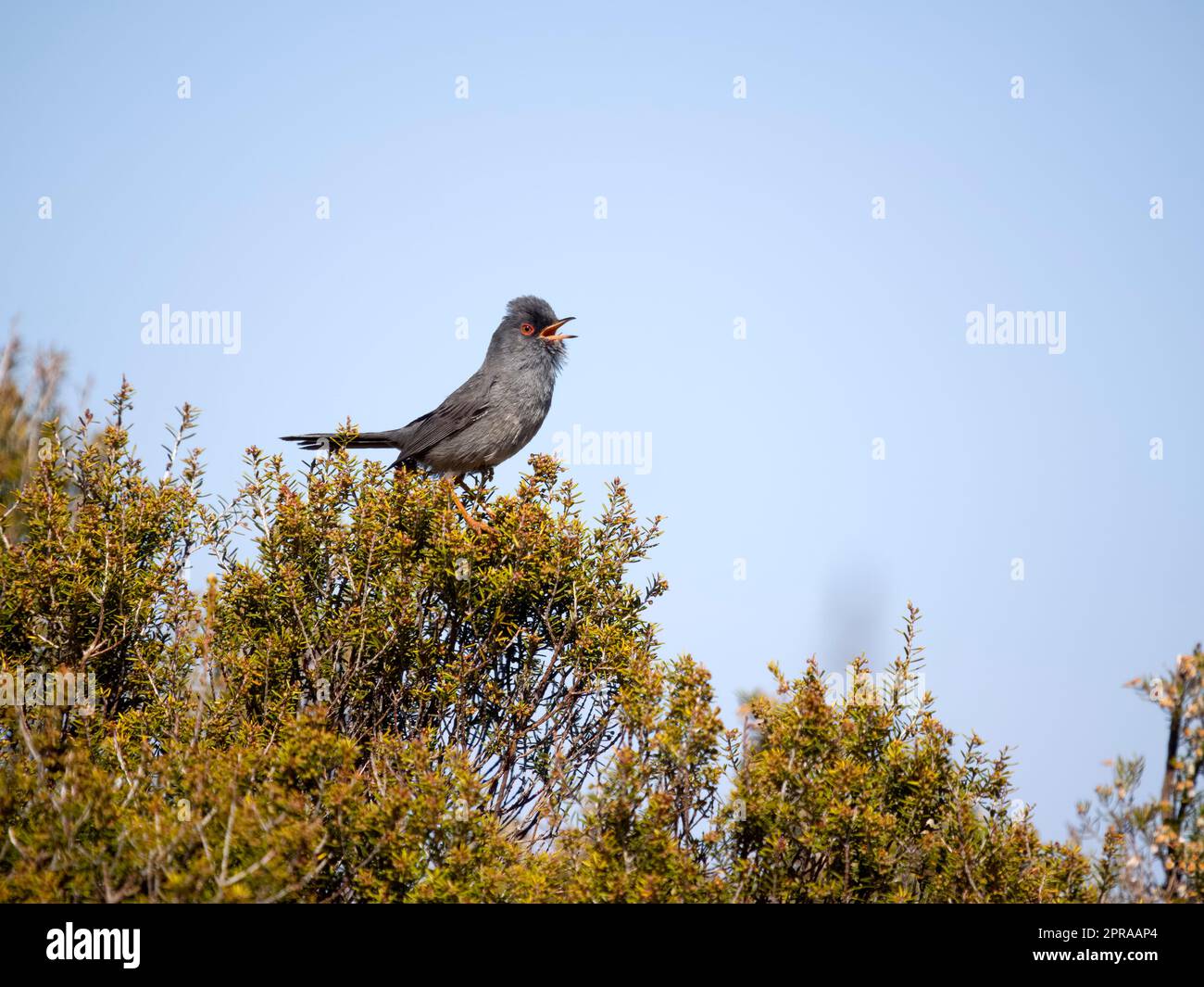 Marmora's warbler, Curruca sarda, single bird on bush, Sardinia, April 2023 Stock Photo