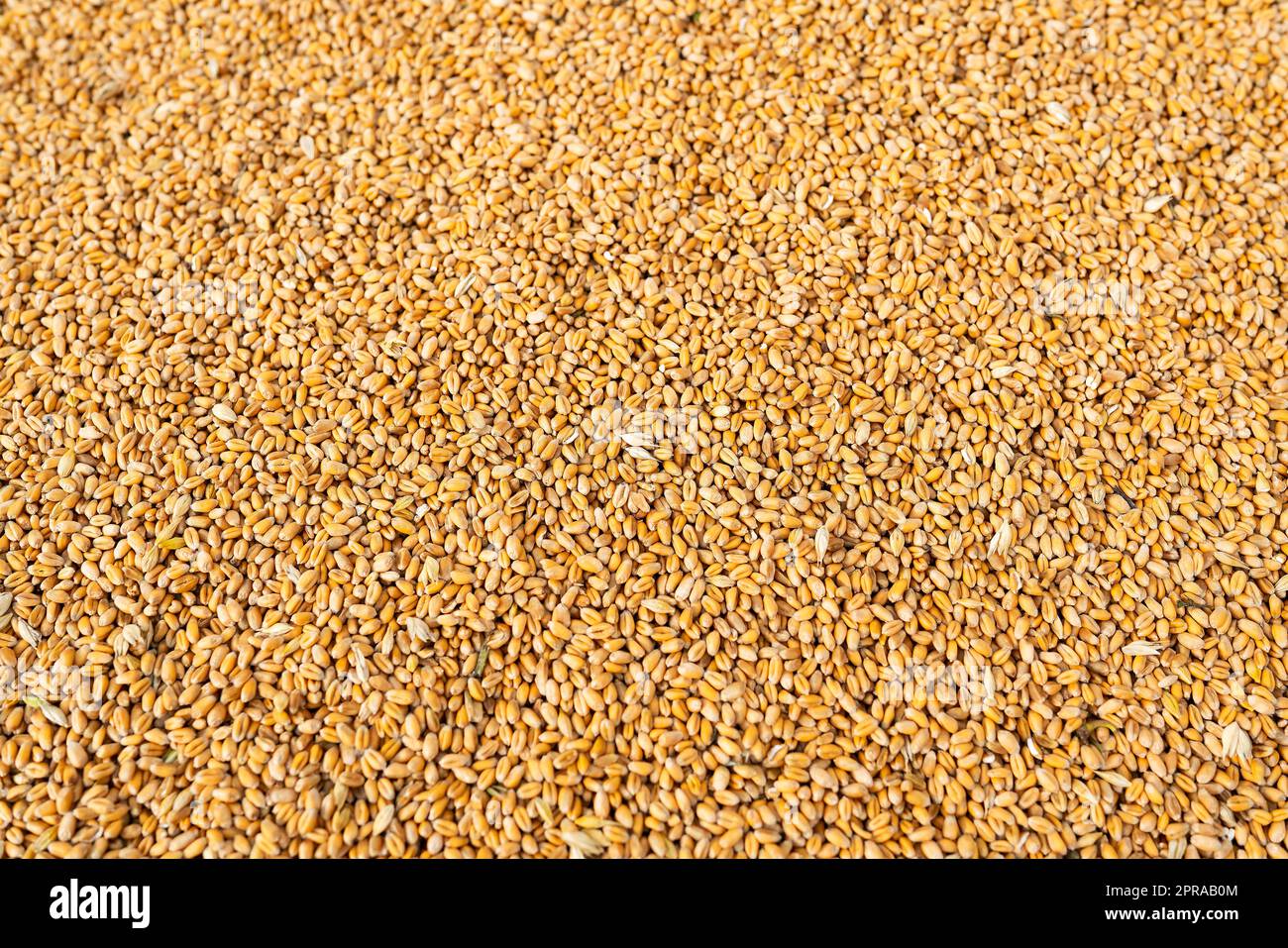 Background grain of ripe wheat after harvest. Rural economy. Background, place for an inscription. Stock Photo