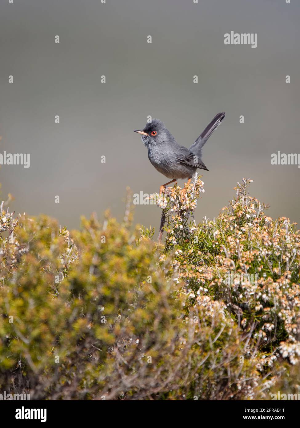 Marmora's warbler, Curruca sarda, single bird on bush, Sardinia, April 2023 Stock Photo