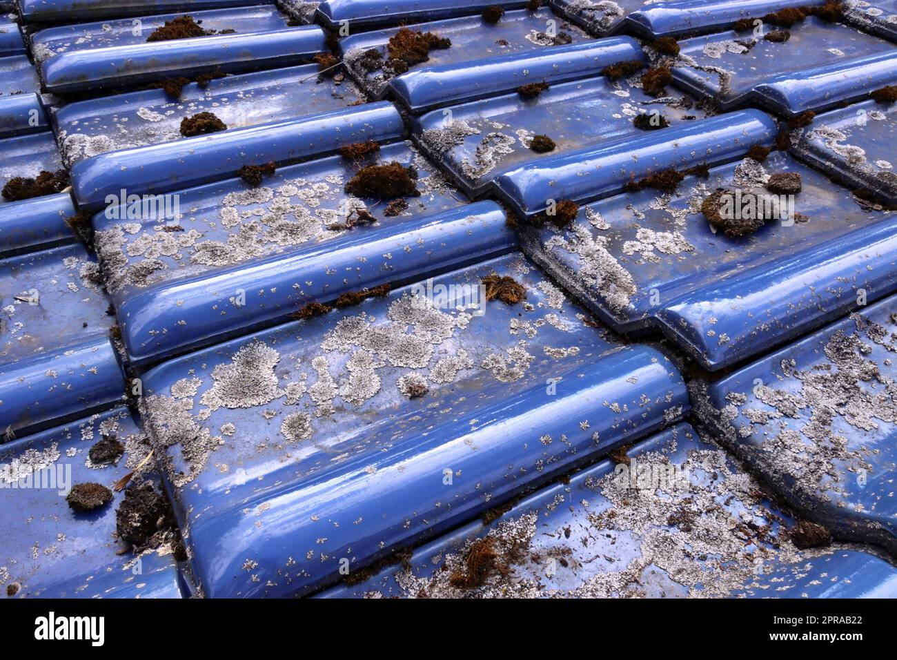 Flechten und Moos auf glasierten, blauen Dachziegeln Stock Photo