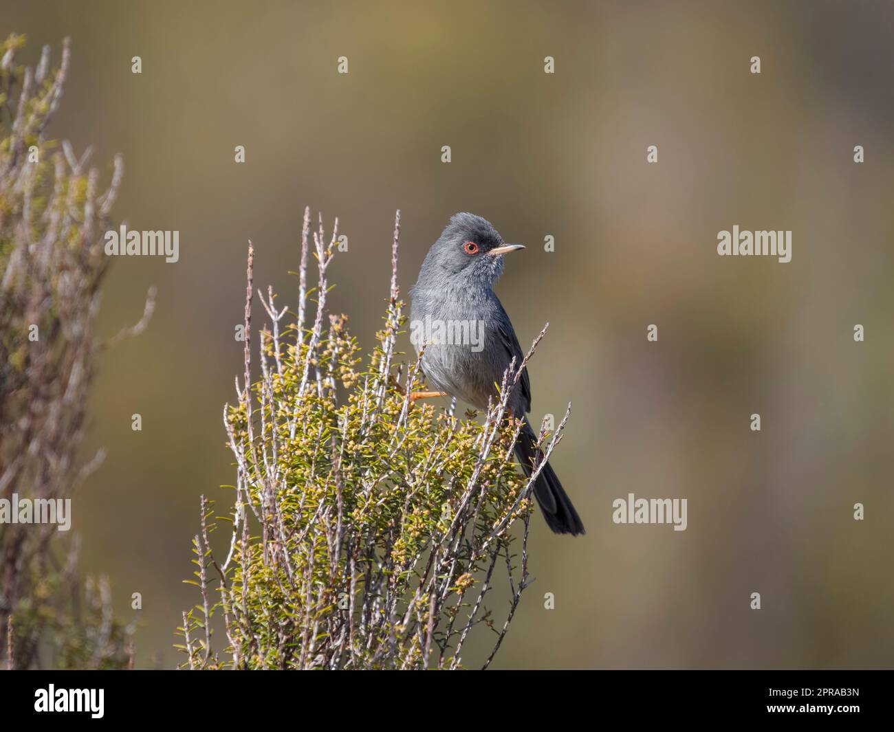 Marmora's warbler, Curruca sarda, single bird on bush, Sardinia, April 2023 Stock Photo