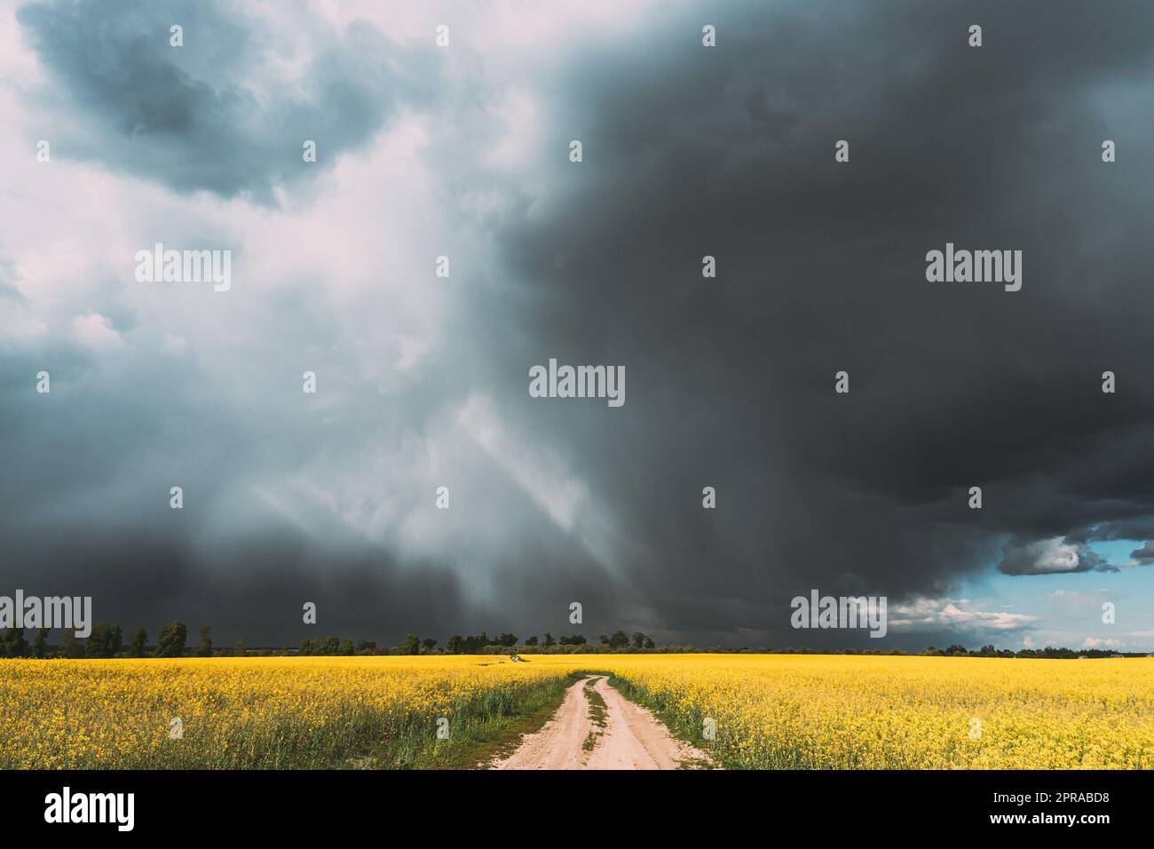 Dramatic Rain Sky With Rain Clouds And Sunrays On Horizon Above Rural Landscape Camola Colza Rapeseed Field. Country Road. Agricultural And Weather Forecast Concept Stock Photo