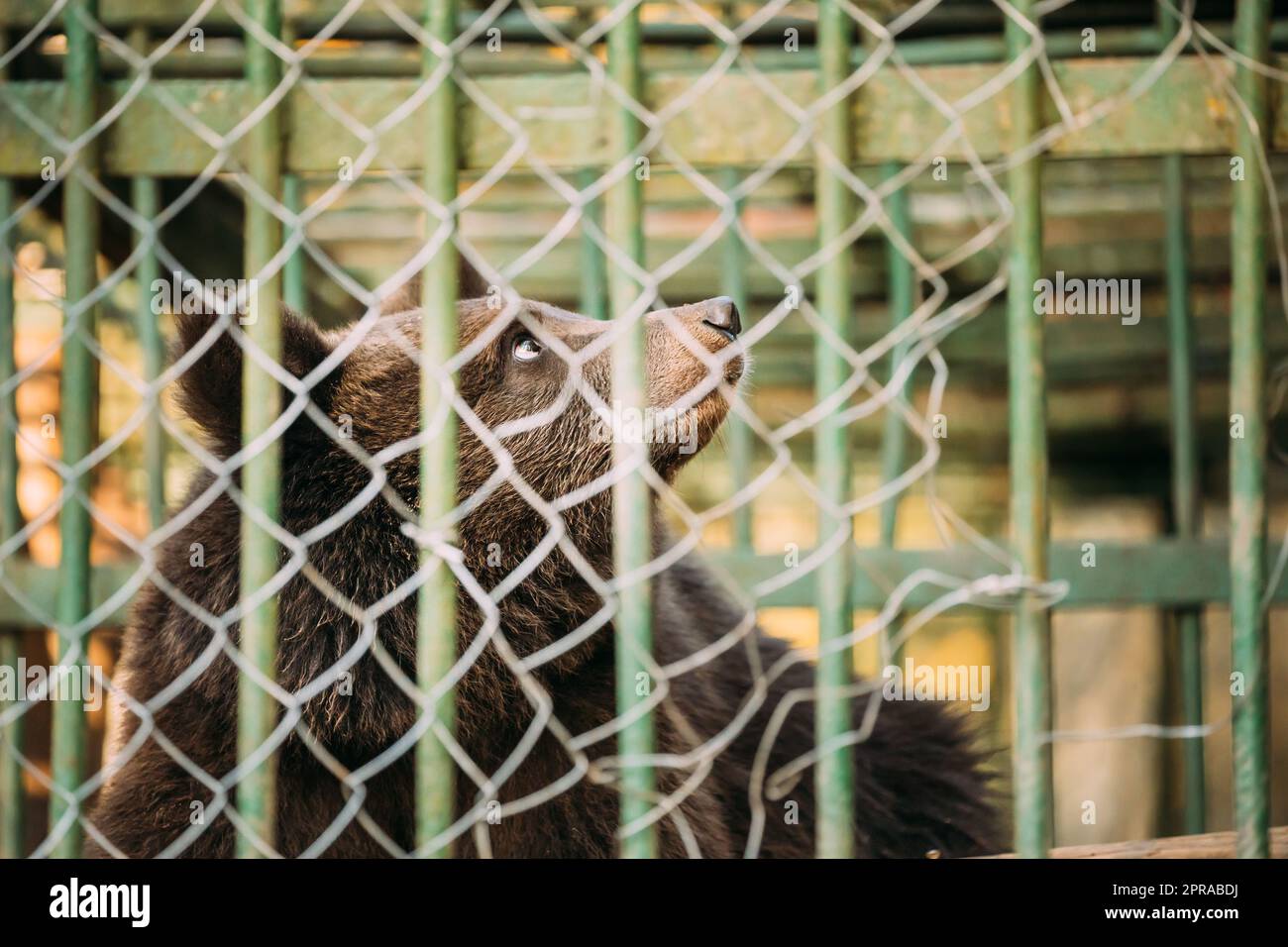 European Eurasian Brown Russian Bear Ursus Arctos Arctos In Cage. Small