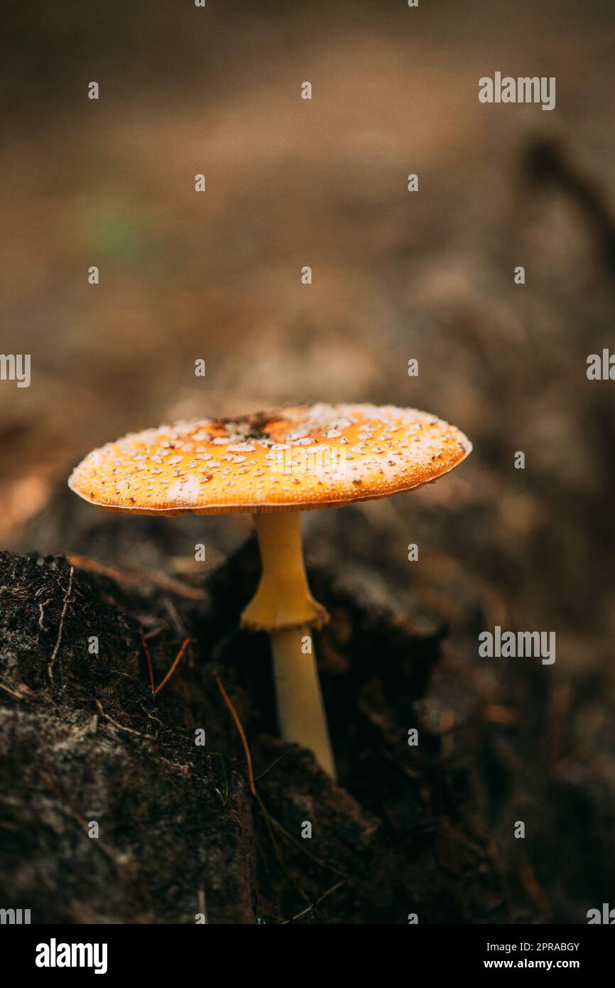Amanita muscaria, commonly known as the fly agaric or fly amanita In Autumn Forest In Belarus. Mushroom In Autumn Forest In Belarus Stock Photo