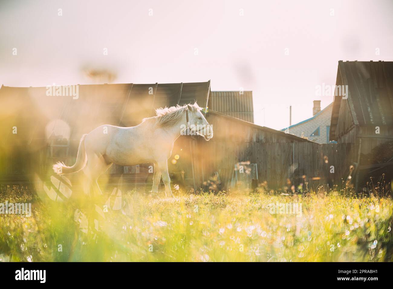 White Horse Grazing On Pasture Near Old House Yard In Sunny Morning. Horse Resting In Fresh Green Grass. Morning Sunlight Stock Photo