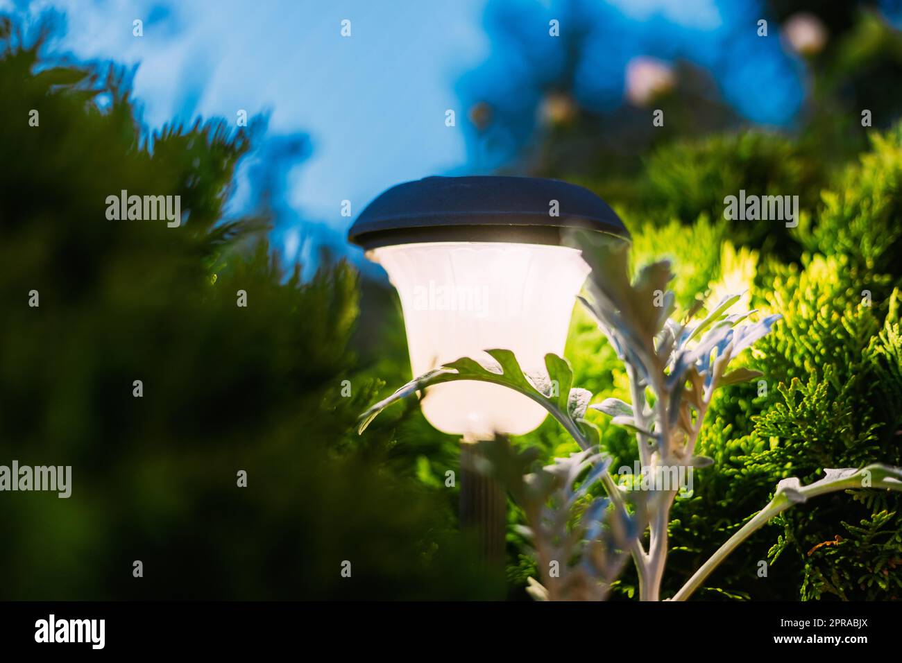 Night View Of Flowerbed Illuminated By Energy-Saving Solar Powered Lantern On Courtyard. Beautiful Small Garden Light, Lamp In Flower Bed. Garden Design Stock Photo