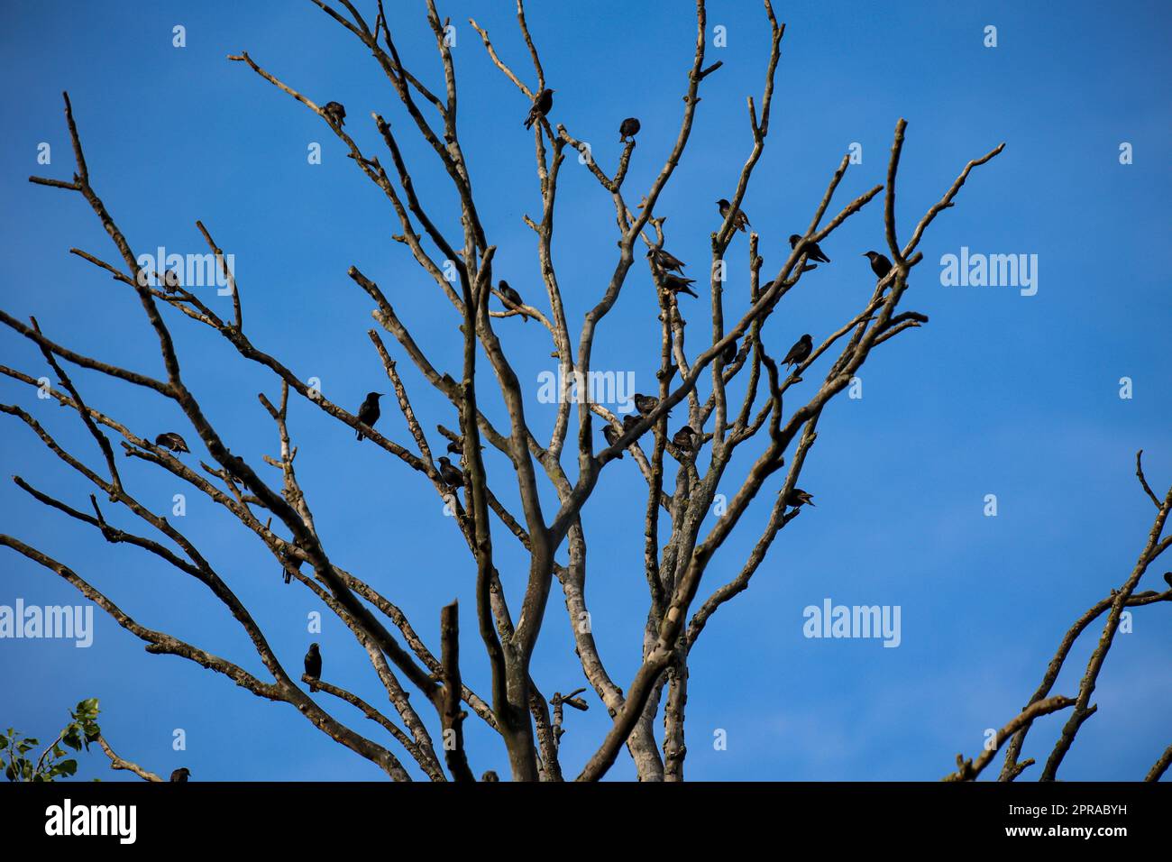 Funny starlings hires stock photography and