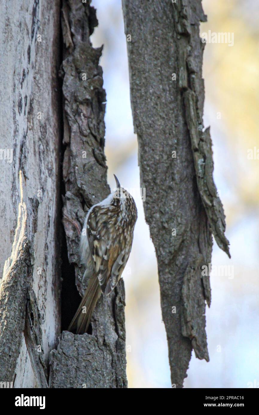 A garden treecreeper, Certhia brachydactyla brings nesting material to the nest box. Stock Photo