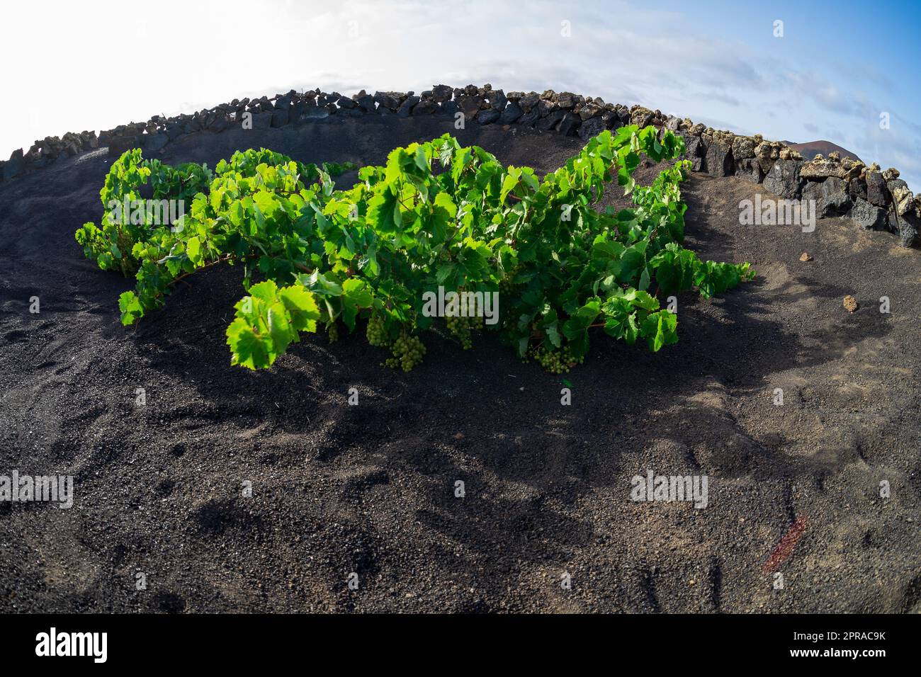 Typical vineyards on black lava soil. Lanzarote, Canary Islands. Spain. Stock Photo
