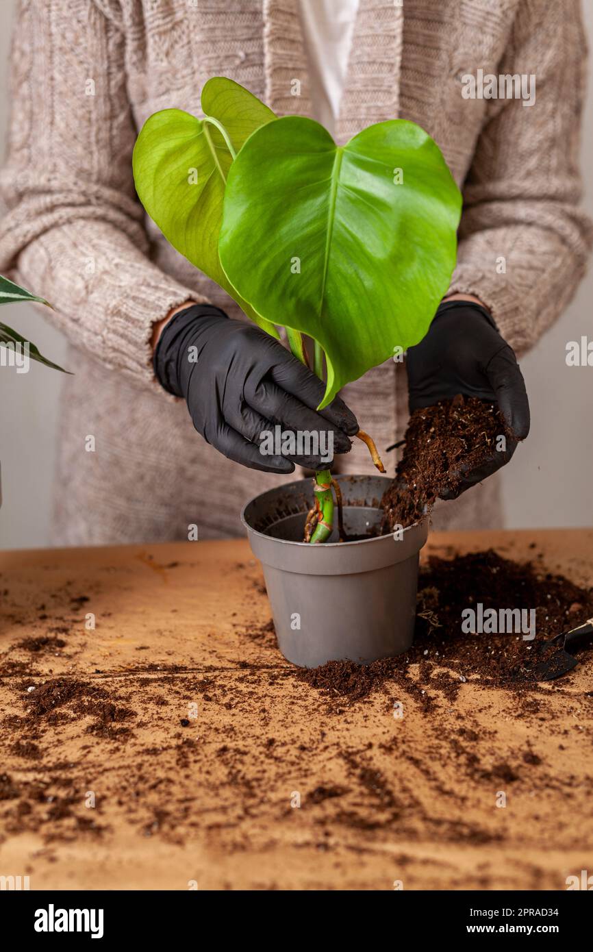 Transplanting a houseplant into a new flower pot. Stock Photo