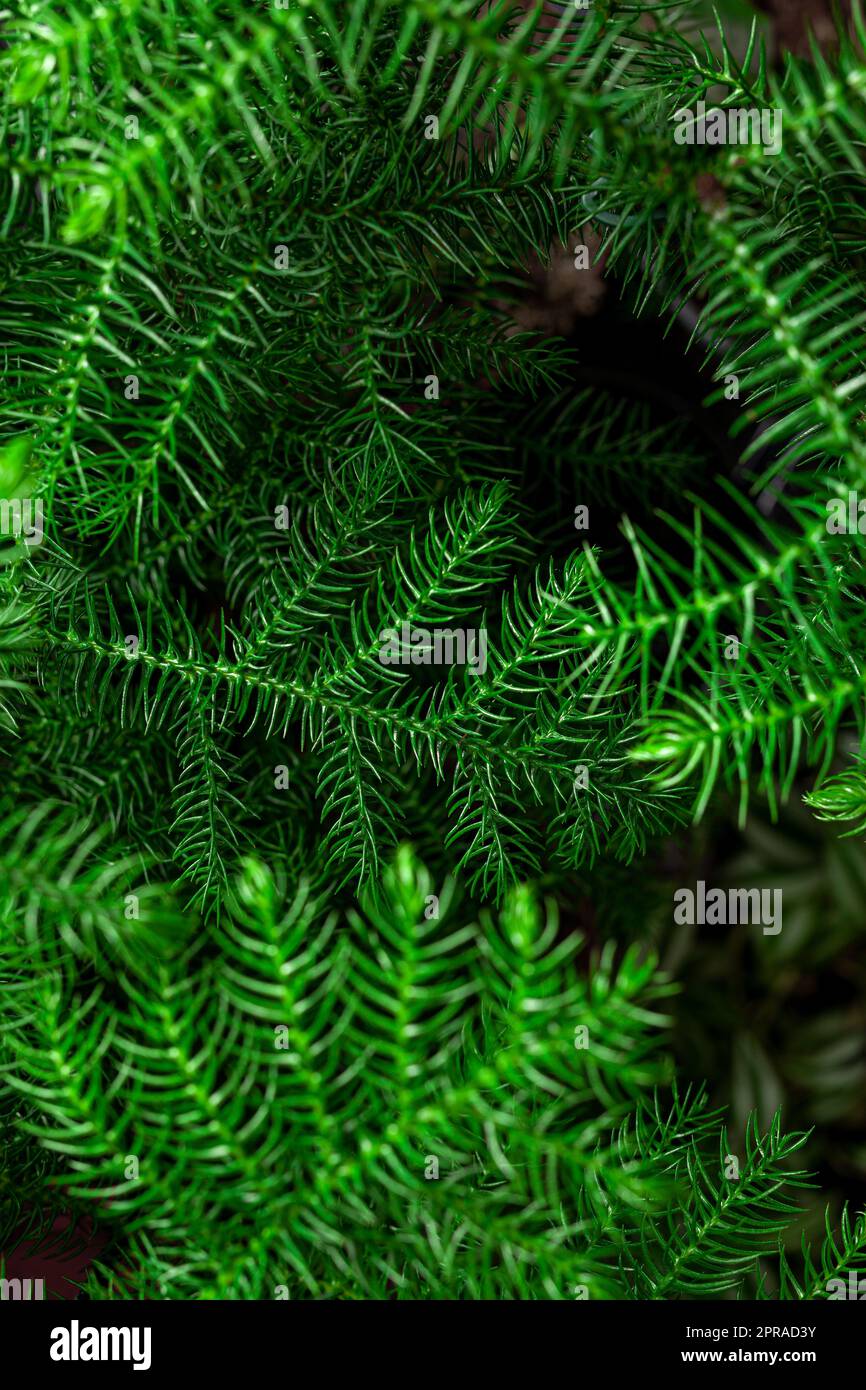 Green Chilean Araucaria or Chilean Spruce plant background. Stock Photo