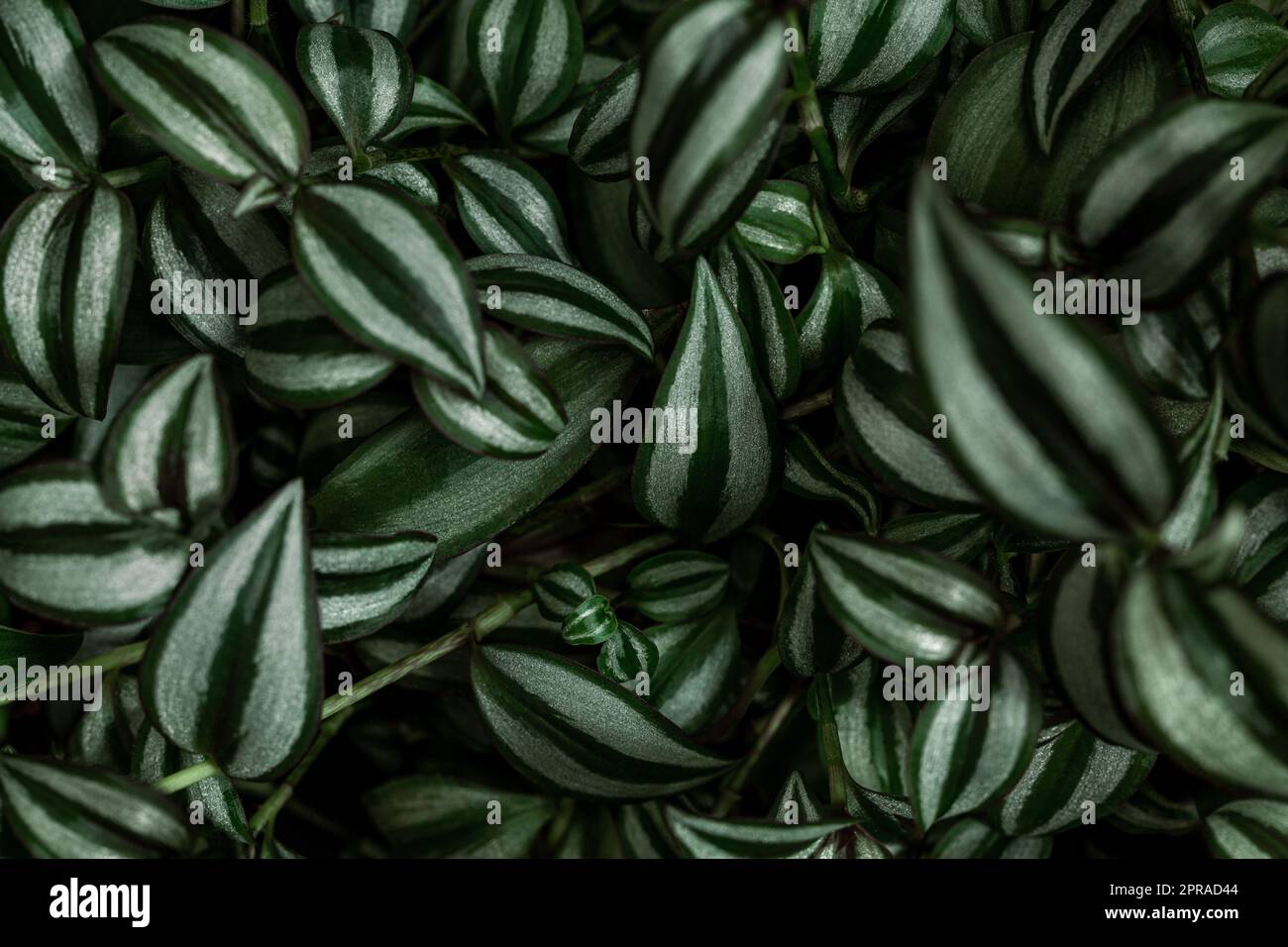 Creative layout with Tradescantia zebrina plant background. Stock Photo