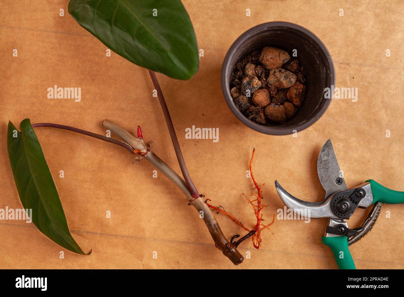Concept of a home garden. Preparation of the home plants for transplantation. Stock Photo