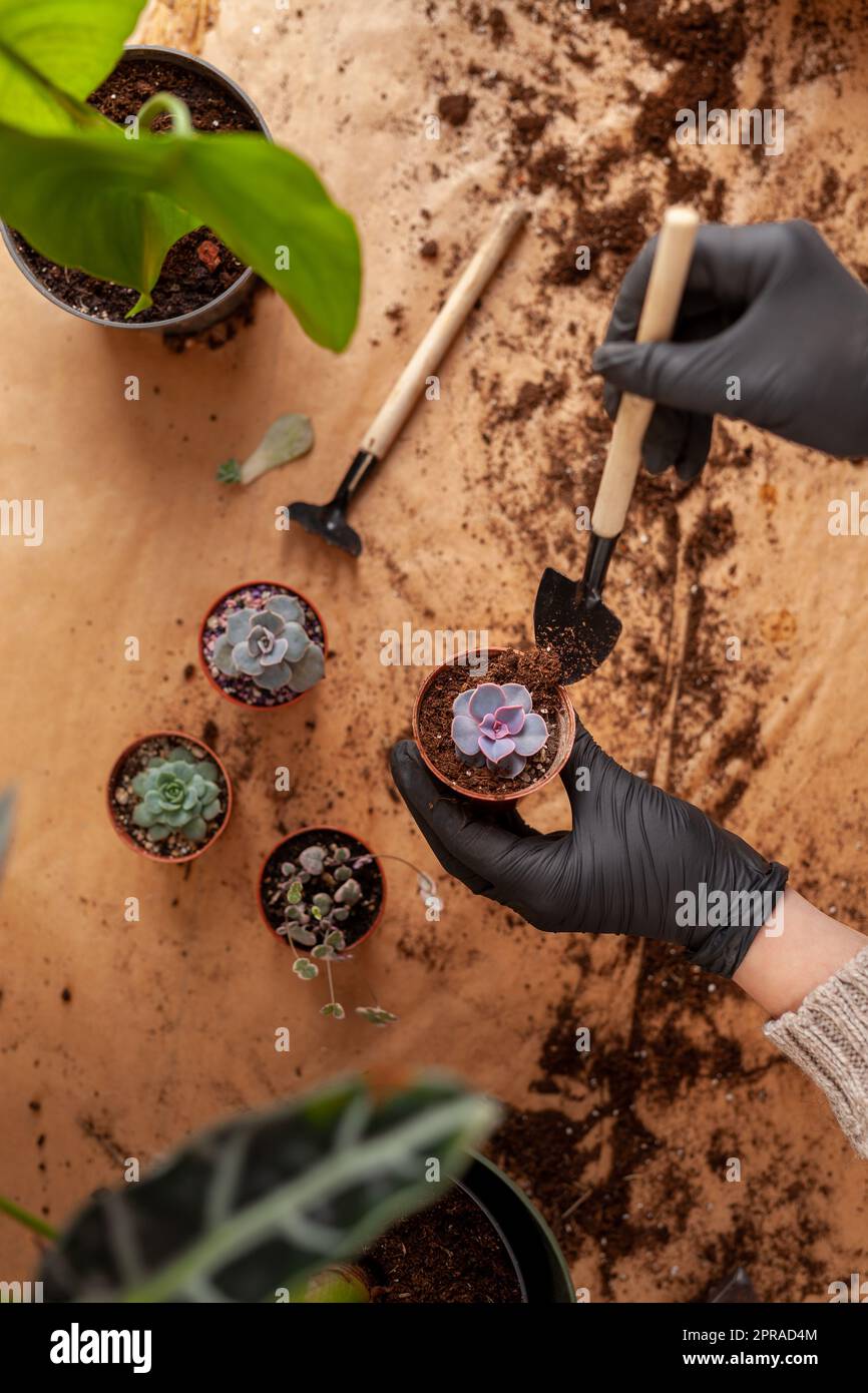 Concept of a home garden. Preparation of the home plants for transplantation. Stock Photo