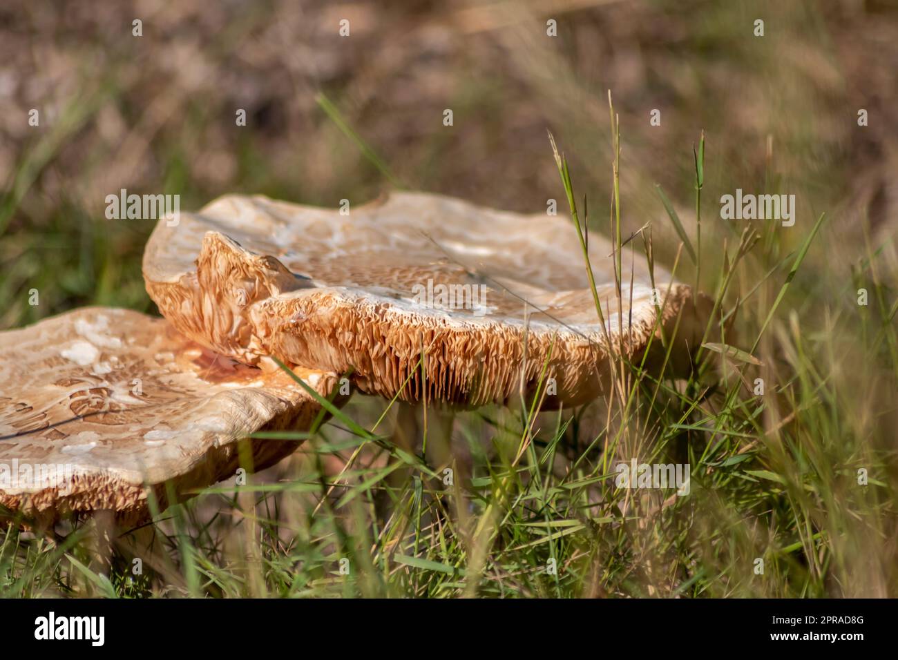 Big mushrooms in a forest found on mushrooming tour in autumn with brown foliage in backlight on the ground in mushroom season as delicious but possibly poisonous and dangerous forest fruit Stock Photo