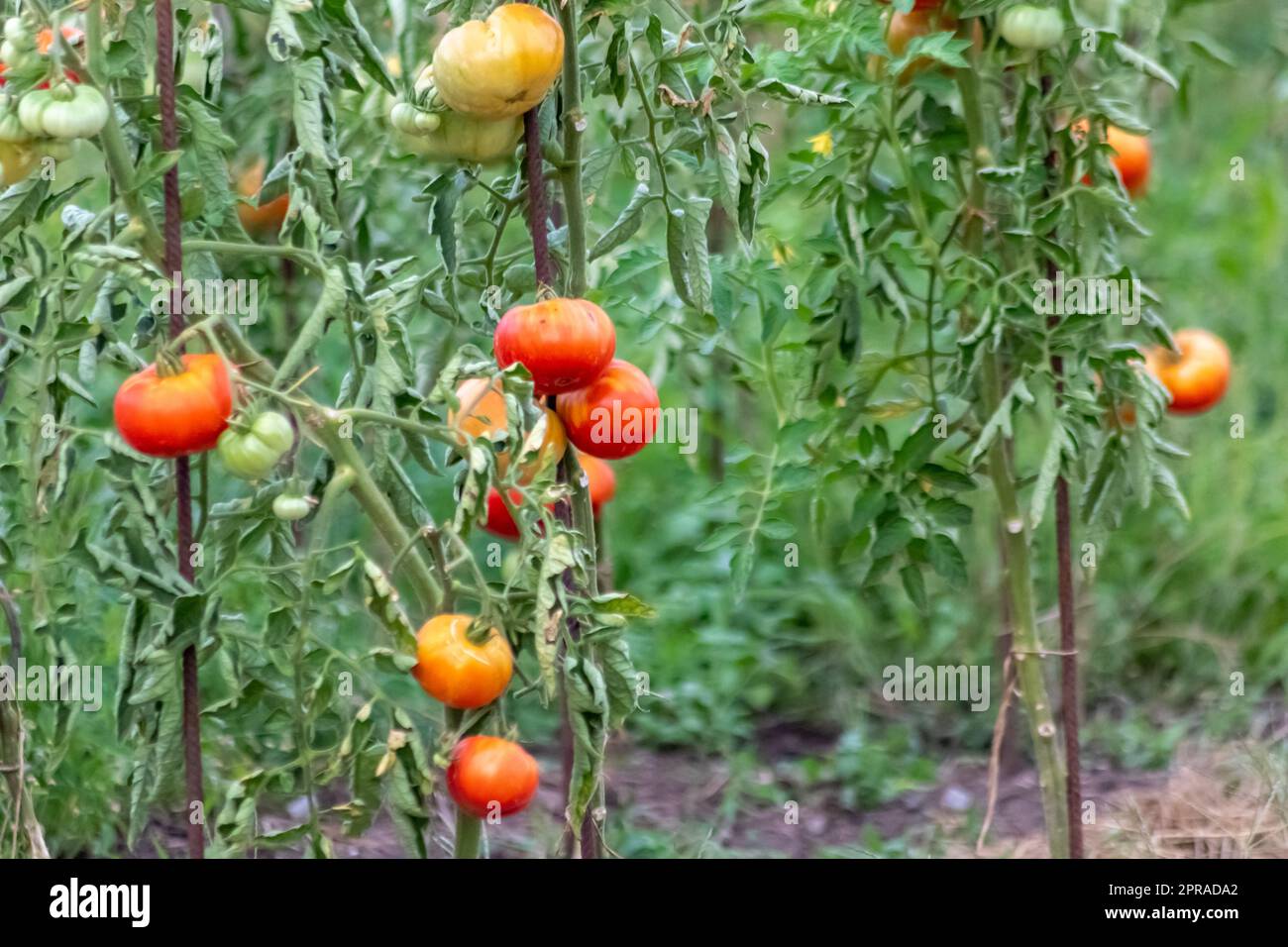 Cherry tomatoes grown at home and ripening and hanging in the vegetable garden as organic food and organic vegetables for a healthy nutrition without pesticides for vegetarians and vegans cultivated Stock Photo