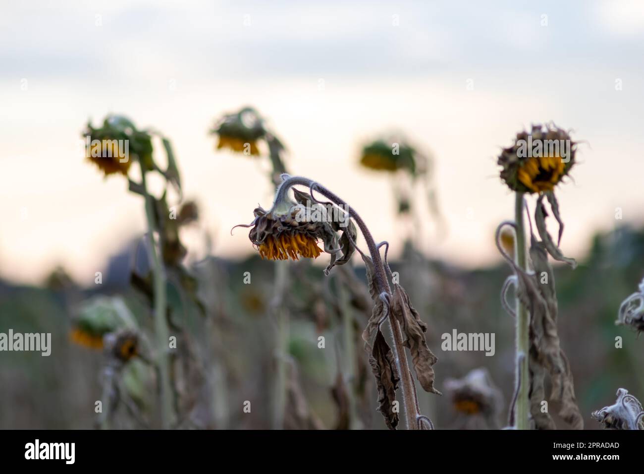 Drought with dry and withered sunflowers in extreme heat periode with hot temperatures and no rainfall due to global warming causes crop shortfall with water shortage on agricultural sunflower fields Stock Photo