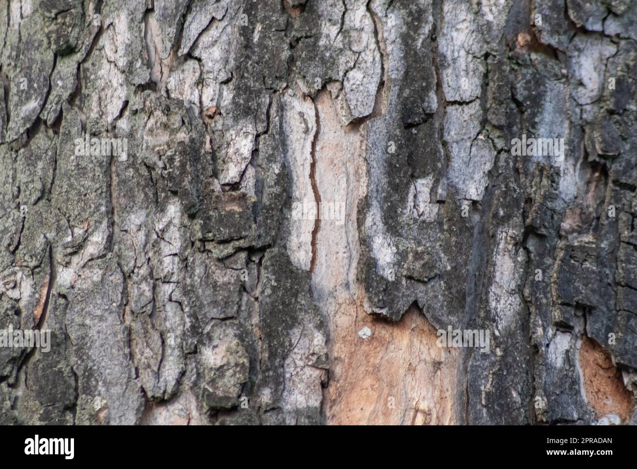 Tree bark with fine natural structures and patina of rough tree bark as