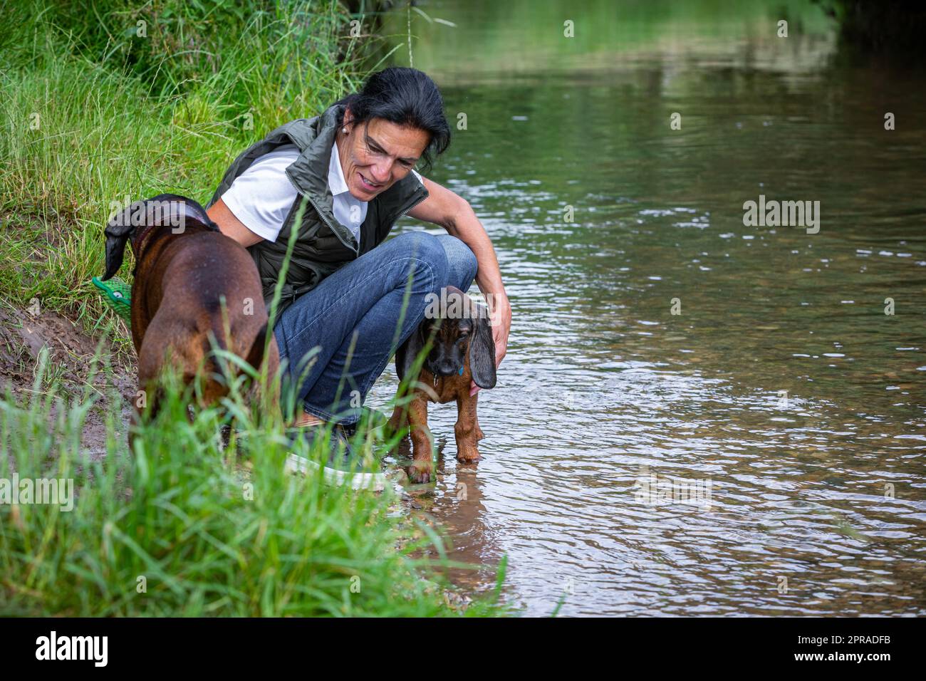 dog trainer with two sniffer dogs Stock Photo Alamy