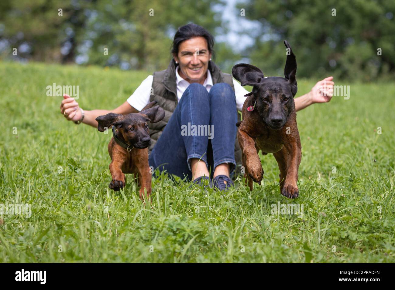 running competition of puppy and old sniffer dog Stock Photo