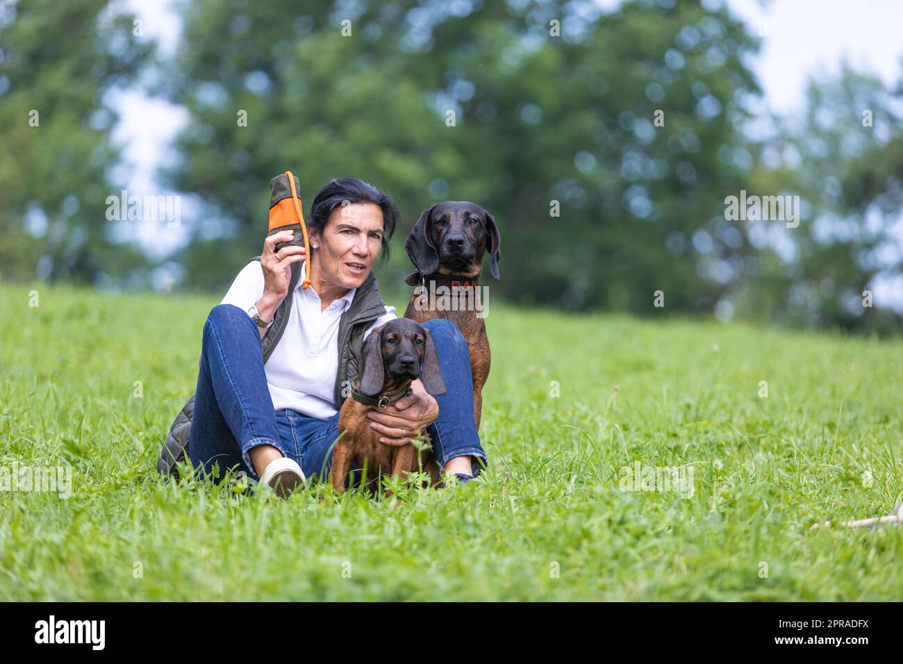 trainer learns puppy to retrieve Stock Photo